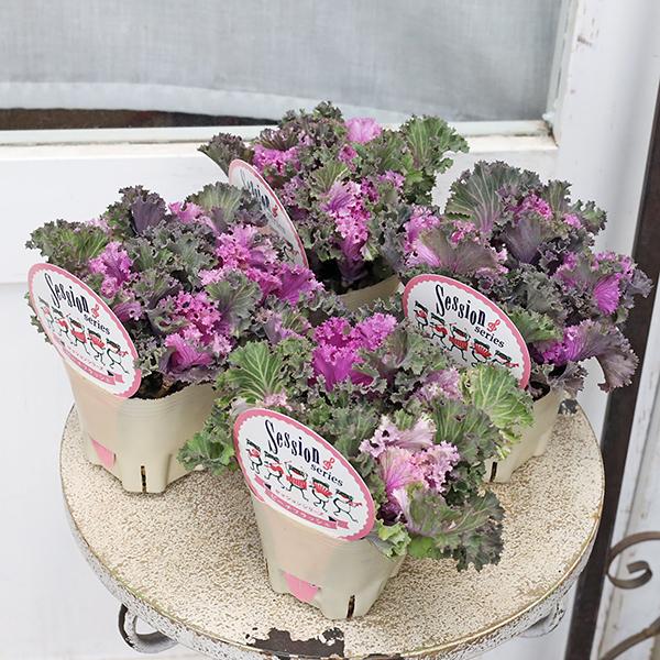 花苗 葉牡丹 ハボタン ピーチフラッシュ 3号(9cm)です。ギザギザギャザーのフリンジハボタン。ピンクパープルグリーン色のアンティークタッチの素敵なハボタンです。1苗に複数本植えていて株分けできます。分けた小さなハボタンをアリッサムやビオ...