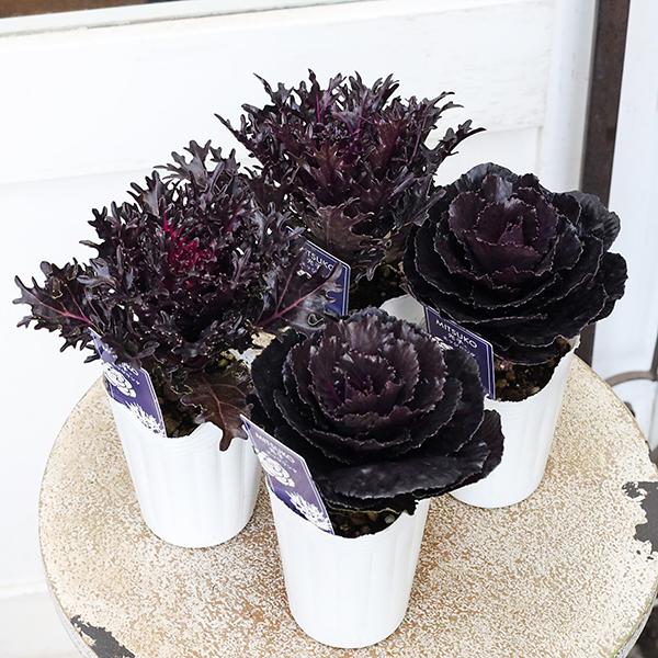 花苗 葉牡丹 ハボタン 光子 エッジリング 丸葉 切り葉 2.5号(7.5cm)です。種類は、丸葉または切り葉からお選びください。キラキラと光沢があり存在感抜群の華やかさ。ハボタン光子ブラックエッジリングです。丸い葉とギザギザギャザーの葉が...