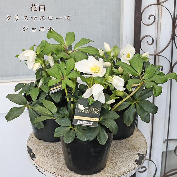 花苗 クリスマスローズ HGC ジョエル 4.5号(13.5cm) 開花株です。ジョエルは一重咲きのホワイト色。清楚な印象のとても美しいクリスマスローズです。純白中輪咲きの花をたくさん咲かせる花付きの良い品種です。横向きまたはやや上向きに花...