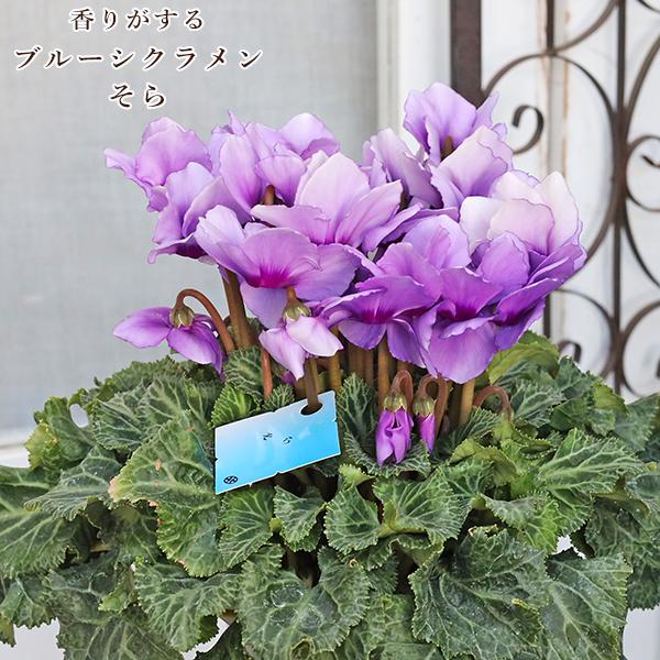 鉢花 ブルーシクラメン そら 5号 多年草 香り 紫 おしゃれ シック 冬
