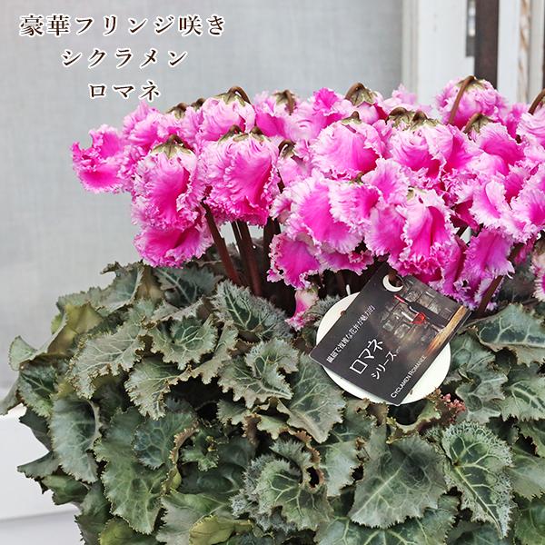 現品販売 鉢花 フリンジフリル咲き シクラメン ロマネ パープル 6号