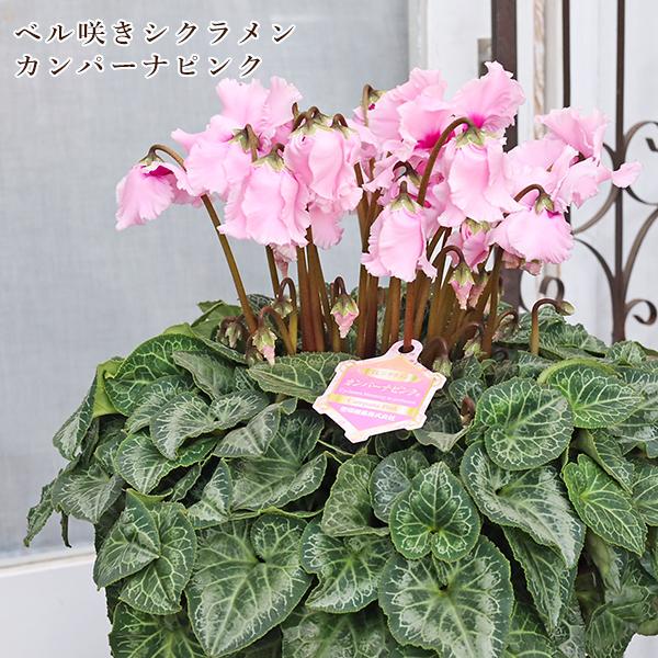 現品販売 鉢花 ベル咲き シクラメン カンパーナピンク 6号 多年草 豪華