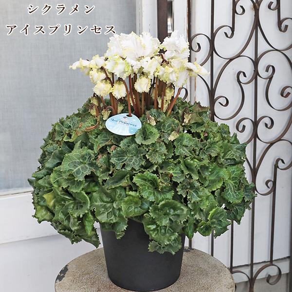現品販売 鉢花 シクラメンアイスプリンセス 6号 フリンジフリル咲き