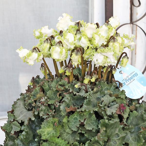 Nao様 リクエスト 2点 まとめ商品 シクラメン ルチア アイスプリンセス