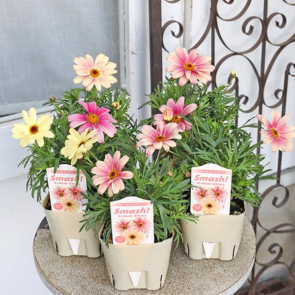 花苗 マーガレット スマッシュ ピーチアイ 3.5号(10.5cm)です。花色は咲き始めがクリーム、徐々にピーチ、ピンクへと変化する明るく可愛らしい一重咲きのマーガレットです。コンパクトな草姿にたくさんの花を咲かせます。一輪の開花から咲き終...