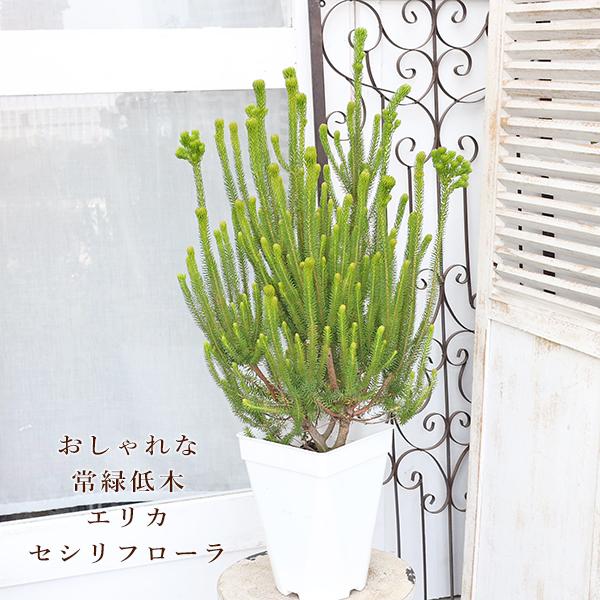 現品販売 常緑苗木 エリカ セシリフローラ 冬咲きエリカ 7号(21cm)高さ約80cmです。画像の商品現品販売です。種類：１番、２番からお選びください。ライムグリーン色の針葉樹のような細い葉、直立に伸びスタイリッシュで個性的なフォルムのエ...