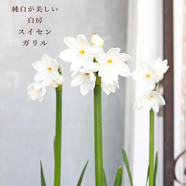 チロルパン「春のつるしかざり」「水仙」 チロルパン様専用「春のつるしかざり」「水仙」 【公式通販】