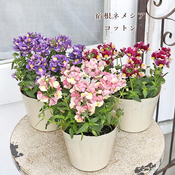 花苗 宿根 ネメシア コットン ピーチ グレープ カシス 3.5号 多年草 芳香花 四季咲き おしゃれ 丈夫 育てやすい