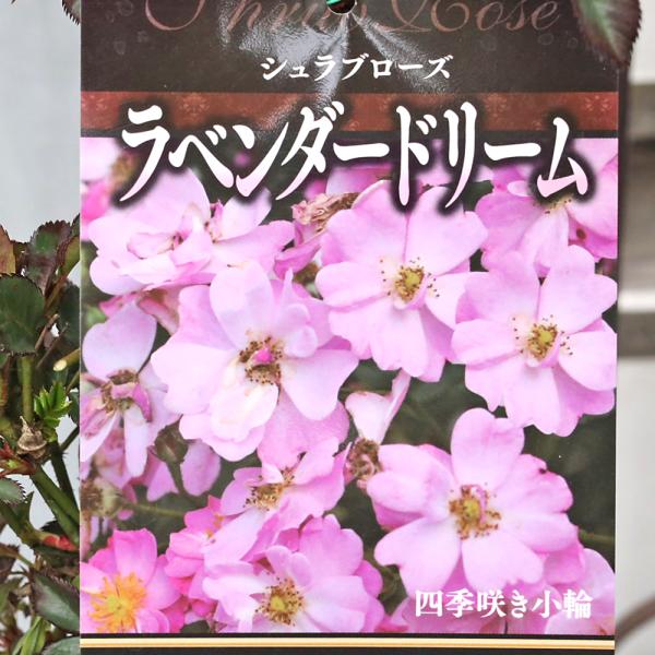 値引きセール 鉢花 バラ シュラブローズ ラベンダードリーム 6号 ツル