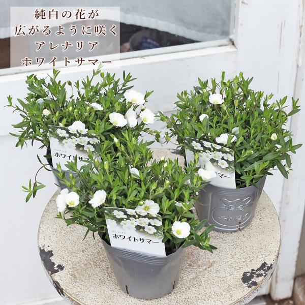 花苗 宿根 アレナリア ホワイトサマー 3.5号 多年草 白 ナチュラル おしゃれ よく咲く 庭
