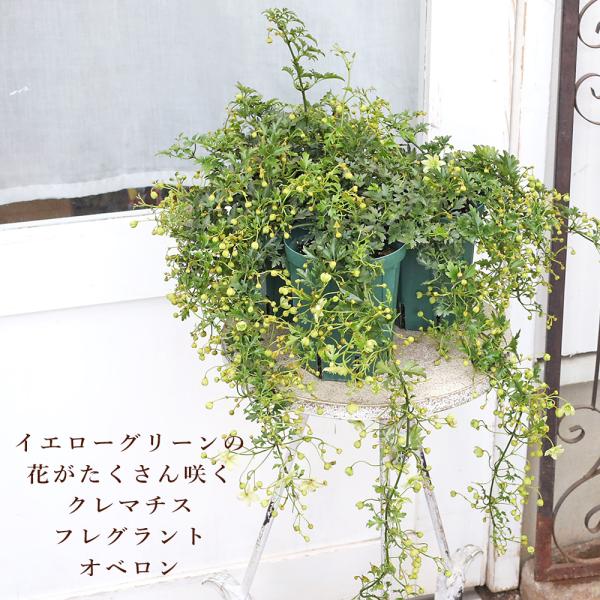 鉢花 常緑 クレマチス フレグラント オベロン 4号 多年草 長い つる イエロー おしゃれ たくさん咲く