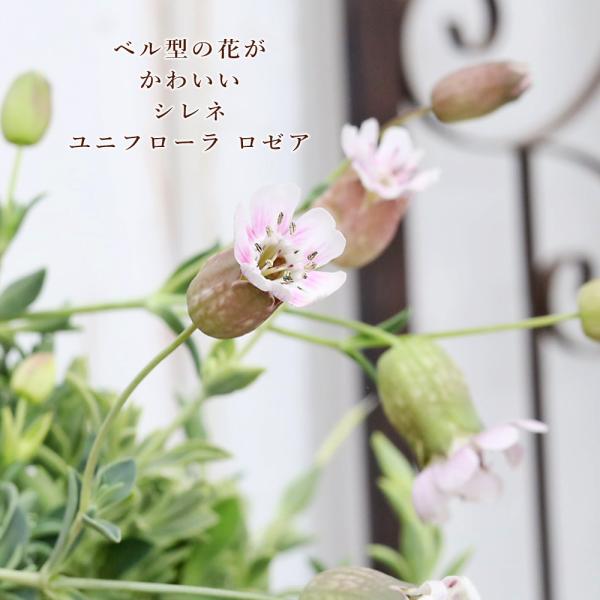 花苗 シレネ ユニフローラ ロゼア 2.5号 多年草 斑入り ベル型 ピンク カラーリーフ 庭 寄せ植え