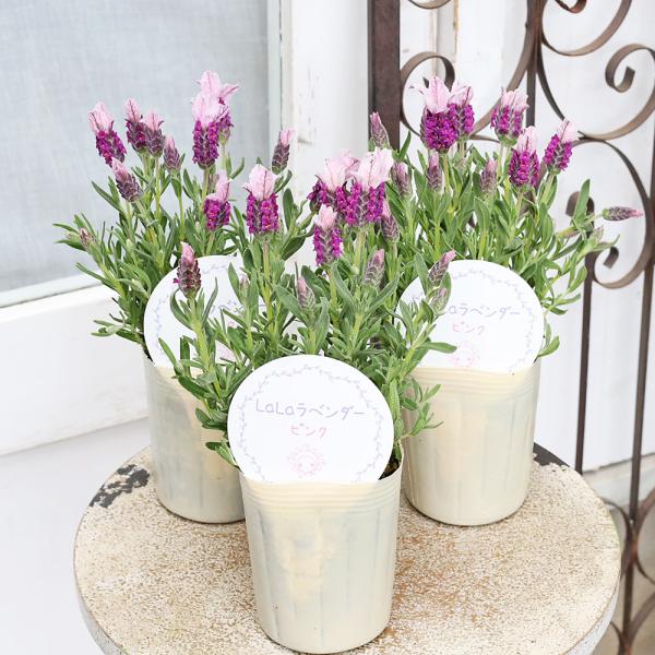 花苗 フレンチラベンダー LaLaラベンダーピンク 3号 ハーブ 多年草 四季咲き おしゃれ かわいい