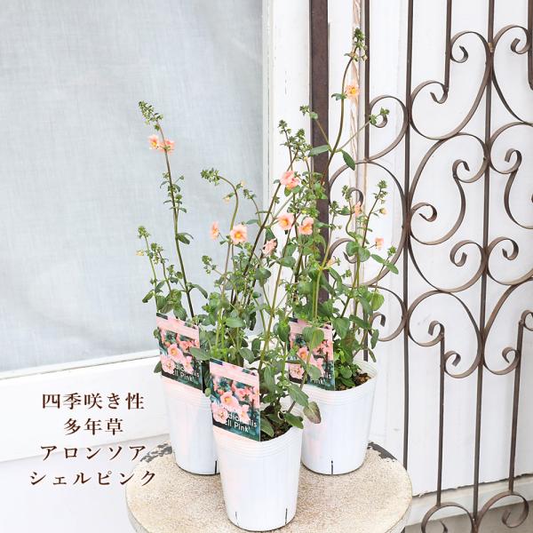 花苗 アロンソア シェルピンク 3号 多年草 サーモン 四季咲き おしゃれ かわいい