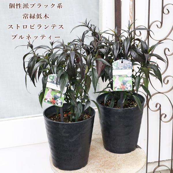 常緑苗木 ストロビランテス ブルネッティー 5号 高さ40cm 低木 パープル ブラック アンティーク おしゃれ 庭