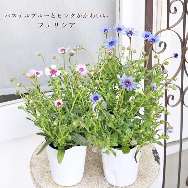 花苗 フェリシア スプリングメルヘン ブルー ピンク 3号 ブルーデージー 良く咲く パステル おしゃれ 庭