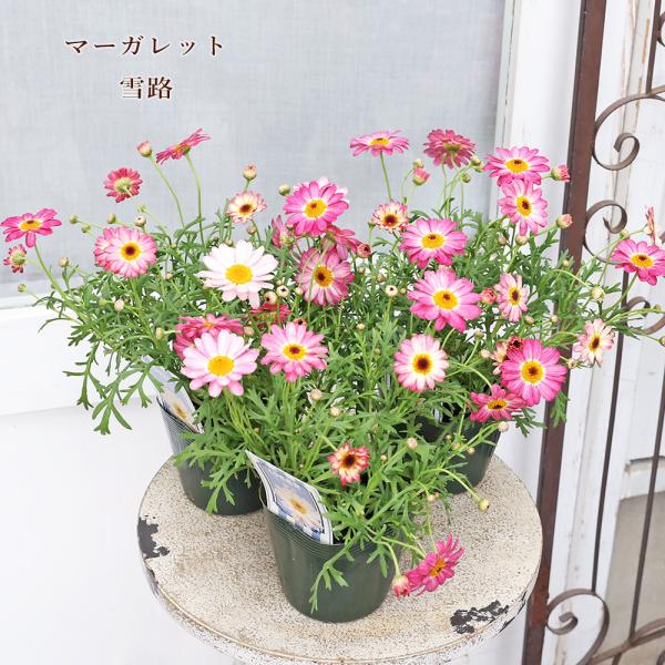 花苗 マーガレット 雪路 3.5号 多年草 かわいい ピンク 四季咲き 庭