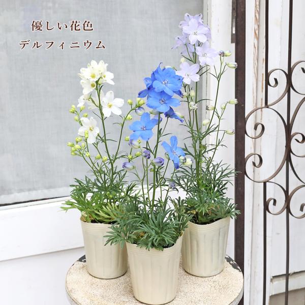 花苗 デルフィニウム チア ブルー ラベンダー ホワイト 3号 多年草 四季咲き かわいい ナチュラル