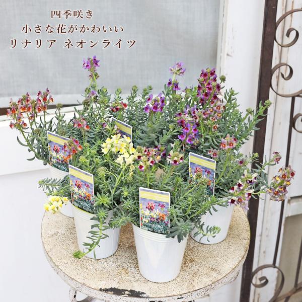 花苗 宿根 リナリア エルギネア ネオンライツ 2.5号 多年草 四季咲き アンティーク おしゃれ シルバーリーフ