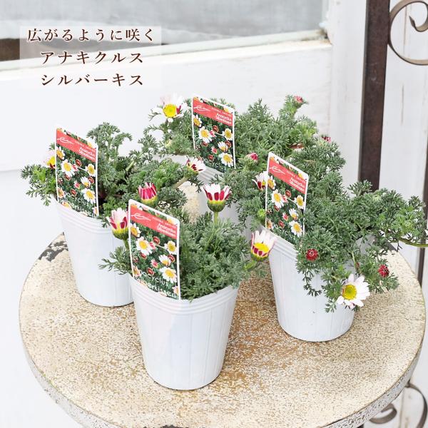 花苗 アナキクルス シルバーキス 2.5号 多年草 四季咲き グランドカバー 白花 ナチュラル 庭