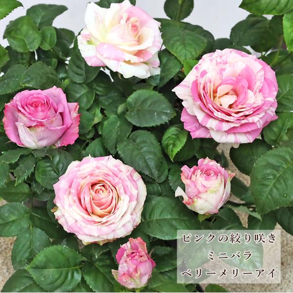 花苗 ミニバラ ベリーメリーアイ 3号 芳香 四季咲き ピンク マーブル模様 多年草 おしゃれ