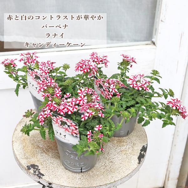 花苗 宿根草 バーベナ ラナイ キャンディーケーン 3.5号 多年草 四季咲き 赤 よく咲く