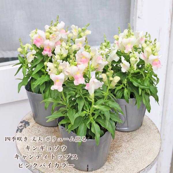 花苗 キンギョソウ キャンディートップス ピンクバイカラー 3.5号 金魚草 華やか 春 秋 よく咲く かわいい 育てやすい