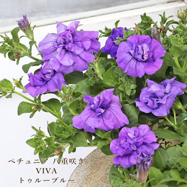 値下げセール 花苗 八重咲き ペチュニア VIVA トゥルーブルー 3.5号 豪華 シック 華やか 多年草 四季咲き おしゃれ