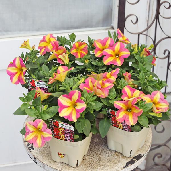 花苗 八重咲き ペチュニア ピンクフラミンゴ 3.5号 明るく 華やか