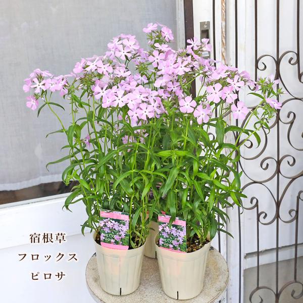 値引きセール 花苗 宿根草 フロックス ピロサ 3.5号 耐寒性 多年草