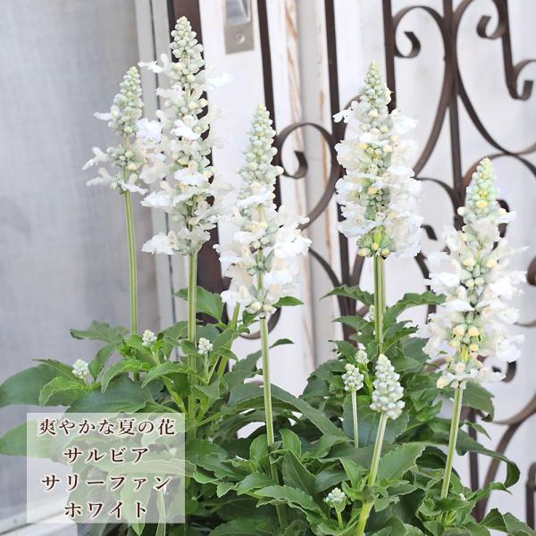 花苗 サルビア サリーファン ホワイト 3号 多年草 よく咲く おしゃれ ナチュラル 庭