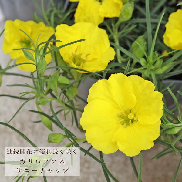 花苗 PW カリロファス サニーチャープ 3.5号 多年草 四季咲き 明るい おしゃれ 庭植え