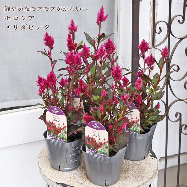 花苗 セロシア カラフルセレクト メリダピンク 3.5号 ケイトウ 夏 暑さに強い よく咲く おしゃれ かわいい 庭