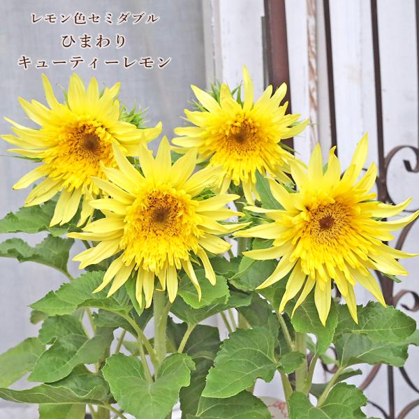 花苗 ひまわり ヒマワリ キューティーレモン 3号 パステル イエロー コンパクト 40〜60cm かわいい おしゃれ 丈夫