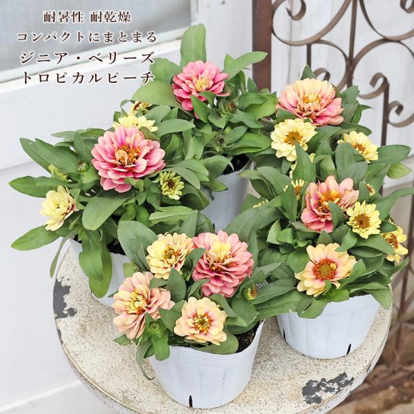 花苗 八重咲き ジニア ベリーズダブル トロピカルピーチ 3.5号 百日草 夏 秋 よく咲く ピンク アプリコットカラー