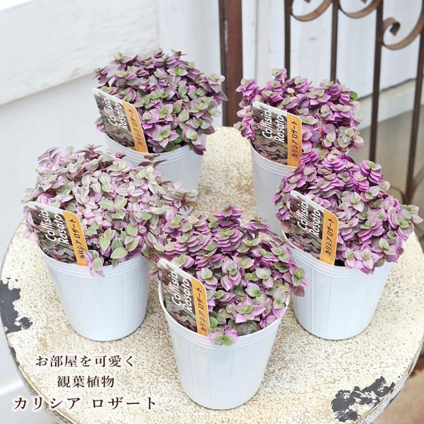 草花苗 カリシア ロザート 2.5号 観葉多肉 植物 ピンク 室内 かわいい インテリア プランツ 庭