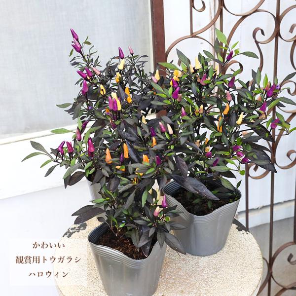 草花苗 ハロウィン トウガラシ みもとうがらし 観賞用 3.5号 イエロー ブラック パープル アンティーク 庭 おしゃれ