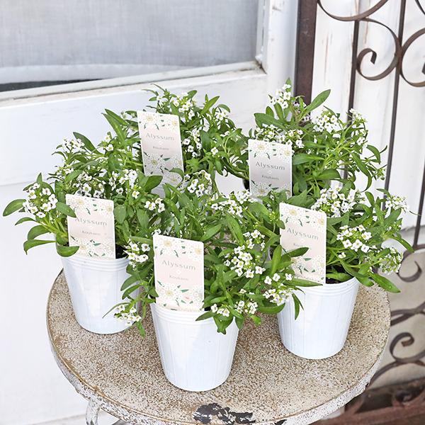 花苗 スイートアリッサム ホワイト 2.5号(7.5cm)です。ホワイトの小花が可愛らしく咲きます。寒さに強く丈夫に春まで長く咲きます。性質は丈夫である程度乾燥にも耐えます。こぼれ種で秋以降も芽吹くことも。花壇に植えればこんもり丸く咲きます...