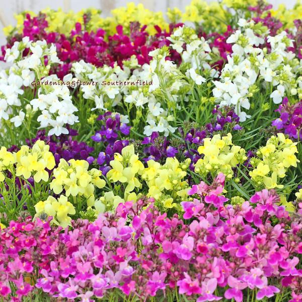 花苗 リナリア グッピー 姫金魚草 3.5号(10.5cm)です。カラーはピンク、ホワイト、イエロー、ローズ、パープルからお選びください。パステルカラーから鮮やかな花色で小さな金魚に似たかわいい花を咲かせます。繊細な雰囲気がありますが、性質...