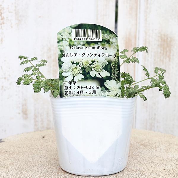 花苗 オルレア オルラヤ ホワイトレース グランディフローラ 3号 白い花 ナチュラル ボーダー ガーデン おしゃれ ボリューム よく咲く 種で増える