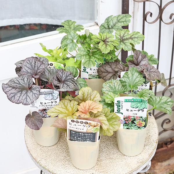 草花苗 ヒューケラ トパーズジャズ パリ シルバー ライム タペストリー 2.5号 ツボサンゴ 多年草 カラーリーフ シルバー 銅葉 ブラウン 紅葉