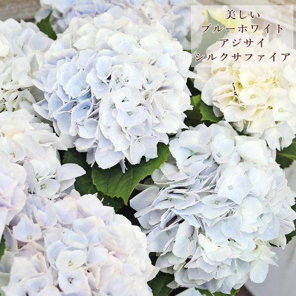鉢花 アジサイ シルクサファイア 4号 ブルー ホワイト あじさい 紫陽花 清楚 上品 美しい