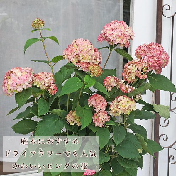 花苗 アジサイ ピンク アナベル ベラアナ 3.5号 紫陽花 あじさい アメリカアジサイ たくさんよく咲く おしゃれ かわいい ナチュラル 庭木 花木 育てやすい 丈夫