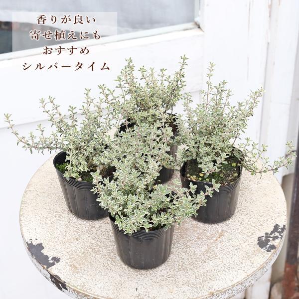 ハーブ苗 シルバータイム 2.5号 多年草 斑入り 香り カラーリーフ 庭 寄せ植え