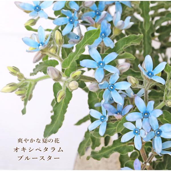 花苗 オキシペタラム ブルースター 3.5号 多年草 水色 夏の花 おしゃれ 秋 よく咲く