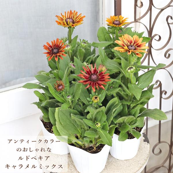 値下げセール 花苗 八重咲き ルドベキア キャラメルミックス 3.5号 多年草 四季咲き アンティーク レッド オレンジ イエロー おしゃれ
