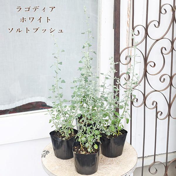 草花苗 ラゴディア ハスタータ ホワイトソルトブッシュ 3号(9cm)です。シルバーグリーンの小さな葉と細い枝がナチュラルな印象のあるラゴディア ハスタータです。塩分の多い荒れ地や、やせ地でも育つことから「ホワイトソルトブッシュ」と呼ばれて...