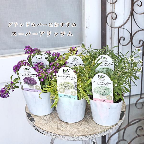 花苗 PW 栄養系 スーパーアリッサム フロスティーナイト スノープリンセス パープルプリンセス 3.5号(10.5cm)です。種類はフロスティーナイト、スノープリンセス、パープルプリンセスをお選びください。通常のスイートアリッサムに比べ耐...