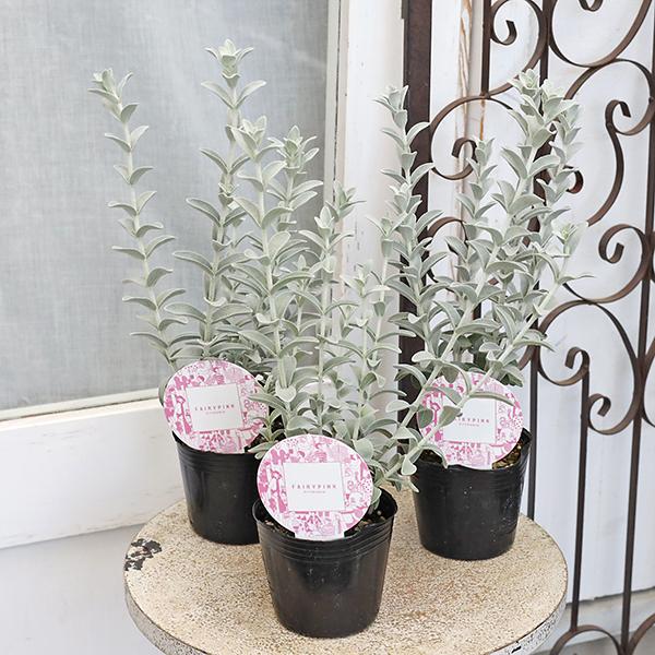 花苗 ピティロディア フェアリーピンク 3号(9cm)です。＊現在花無し。オーストラリア原産のオージープランツ。ふわふわとした質感のシルバーリーフとビビットなピンクの花とのコントラストが魅力です。育つと草丈５０〜１００cm程に育ちます。暖地...