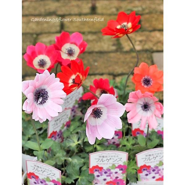 花苗 原種系アネモネ フルゲンス 開花株3 5号ポット Na 52 サザンフィールド Gardeningshop 通販 Yahoo ショッピング